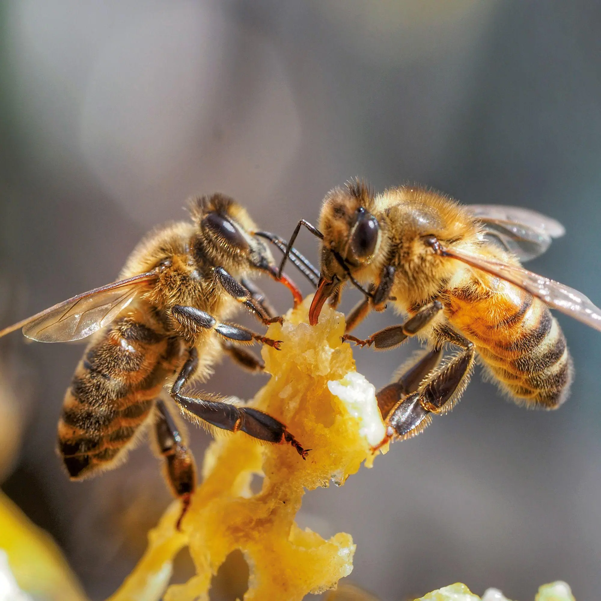 Bild: 9783959297370 | Bienen / Bees 2027 | Kalender 2027 | Kalender | Artwork Edition | 2027
