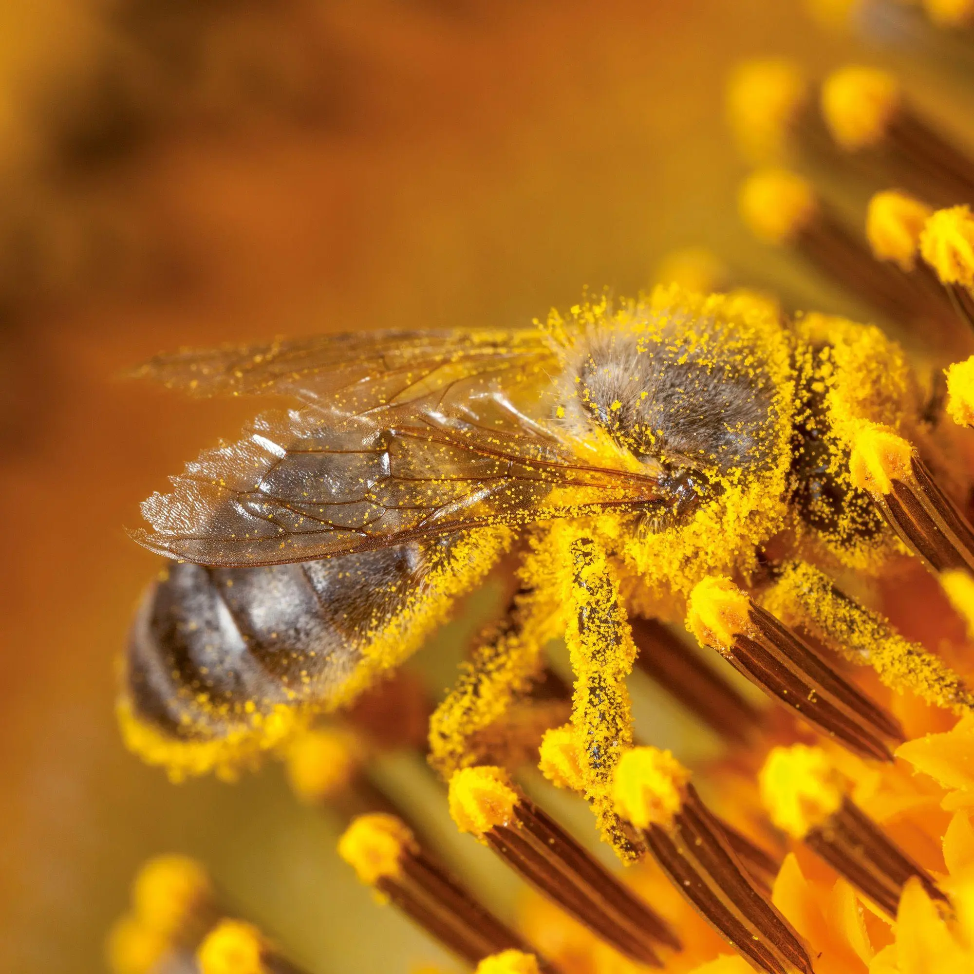 Bild: 9783959297370 | Bienen / Bees 2027 | Kalender 2027 | Kalender | Artwork Edition | 2027