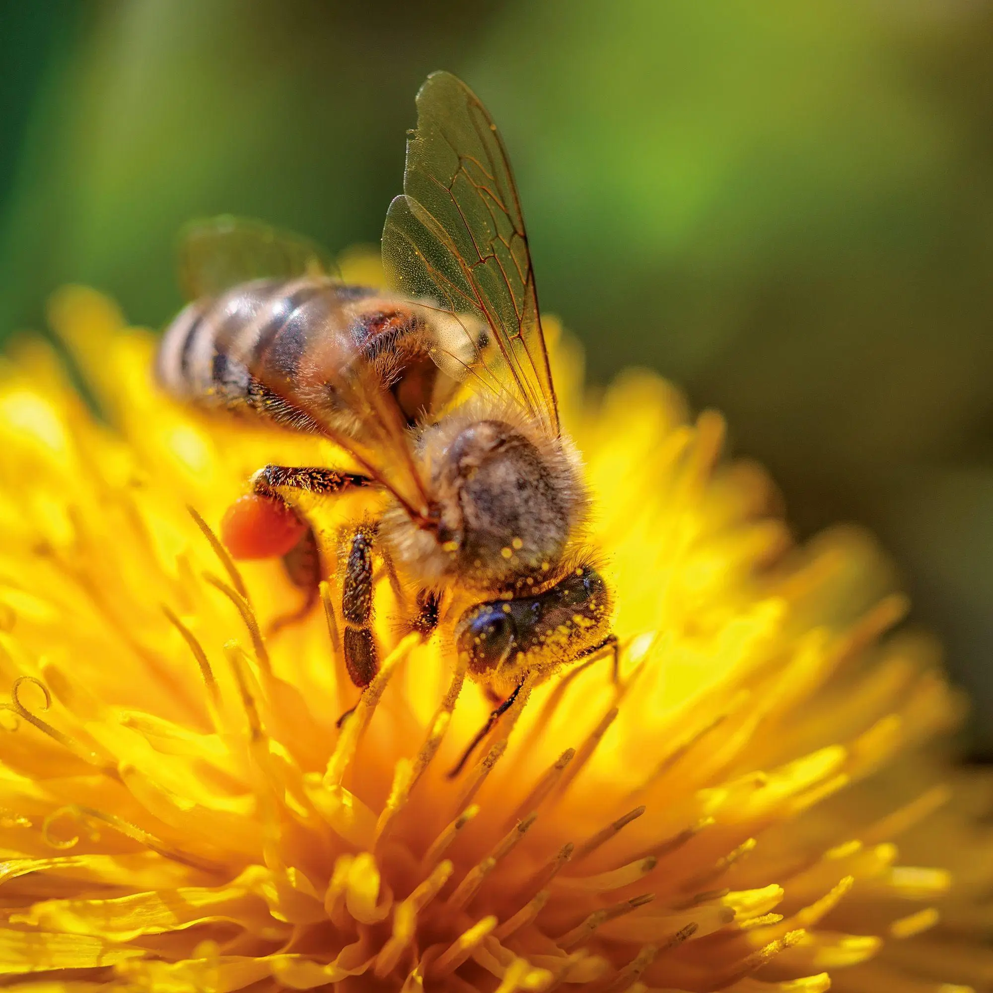 Bild: 9783959297370 | Bienen / Bees 2027 | Kalender 2027 | Kalender | Artwork Edition | 2027