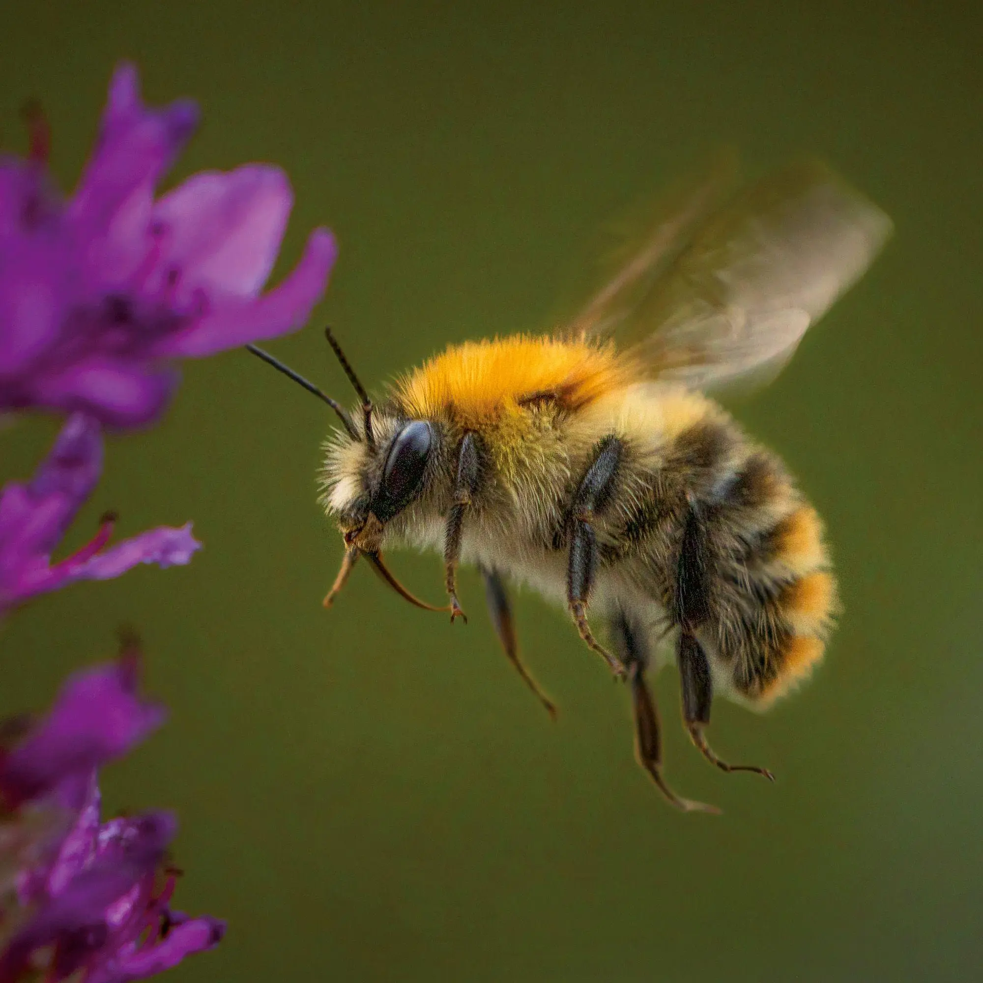 Bild: 9783959297370 | Bienen / Bees 2027 | Kalender 2027 | Kalender | Artwork Edition | 2027