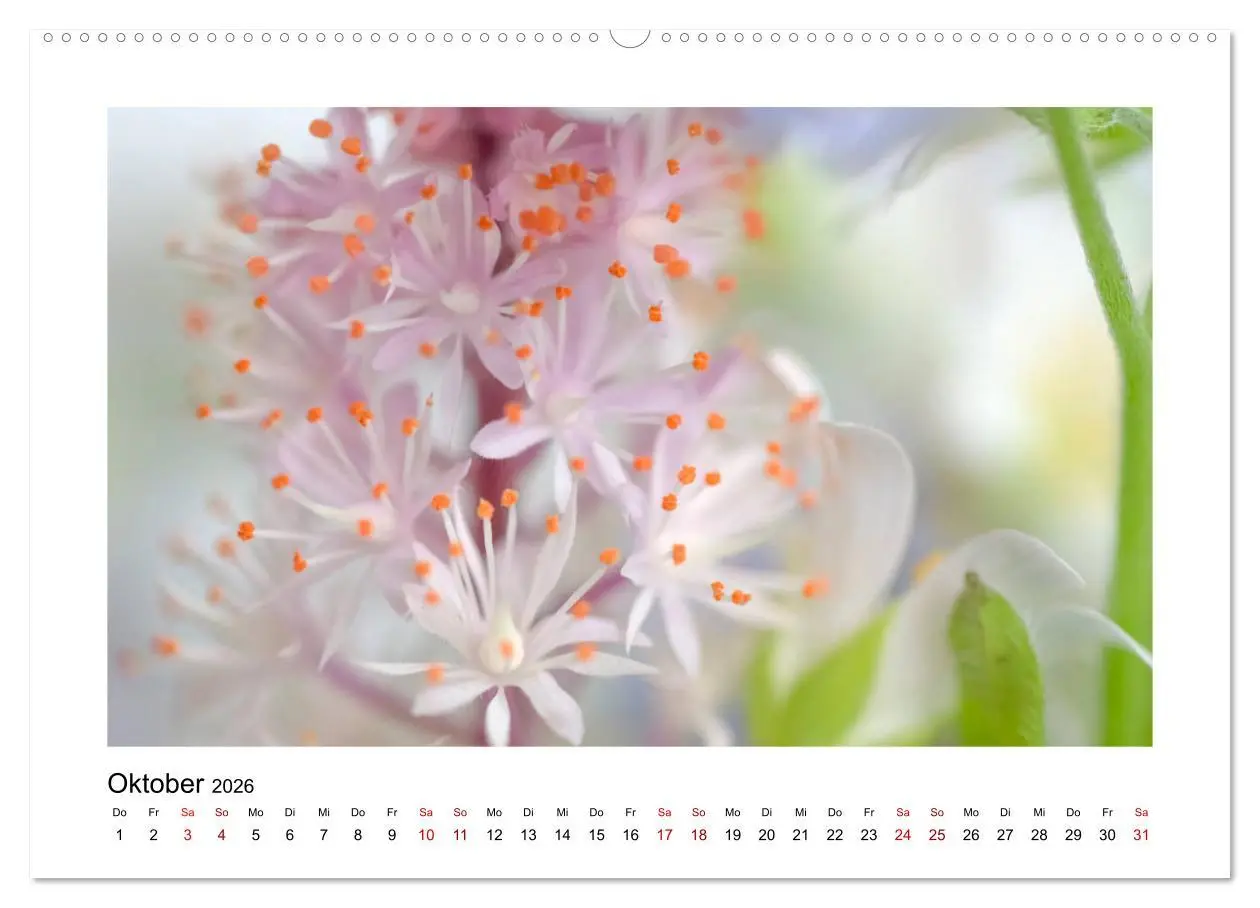 Bild: 9783457917770 | Rosa Blütentraum (Wandkalender 2026 DIN A2 quer), CALVENDO...
