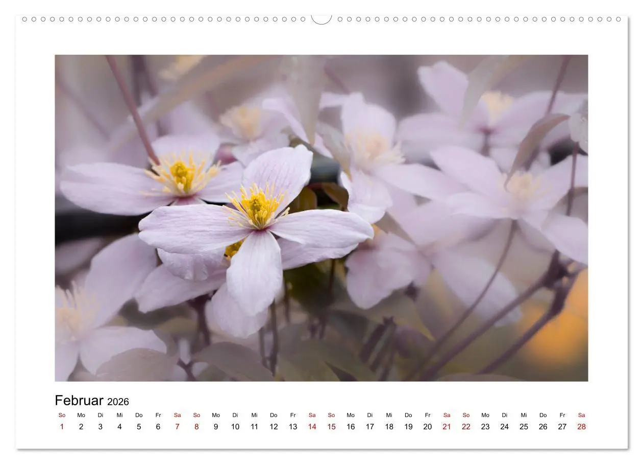 Bild: 9783457917770 | Rosa Blütentraum (Wandkalender 2026 DIN A2 quer), CALVENDO...