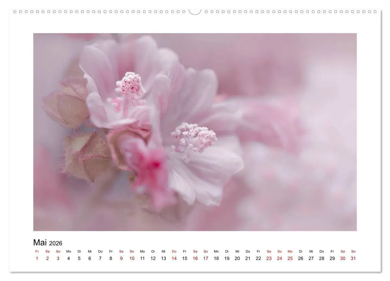 Bild: 9783457917770 | Rosa Blütentraum (Wandkalender 2026 DIN A2 quer), CALVENDO...