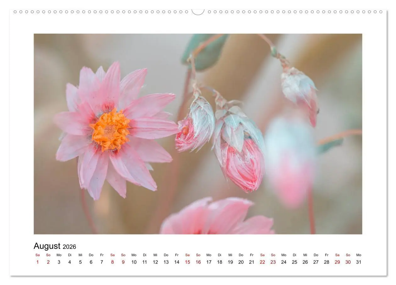Bild: 9783457917770 | Rosa Blütentraum (Wandkalender 2026 DIN A2 quer), CALVENDO...