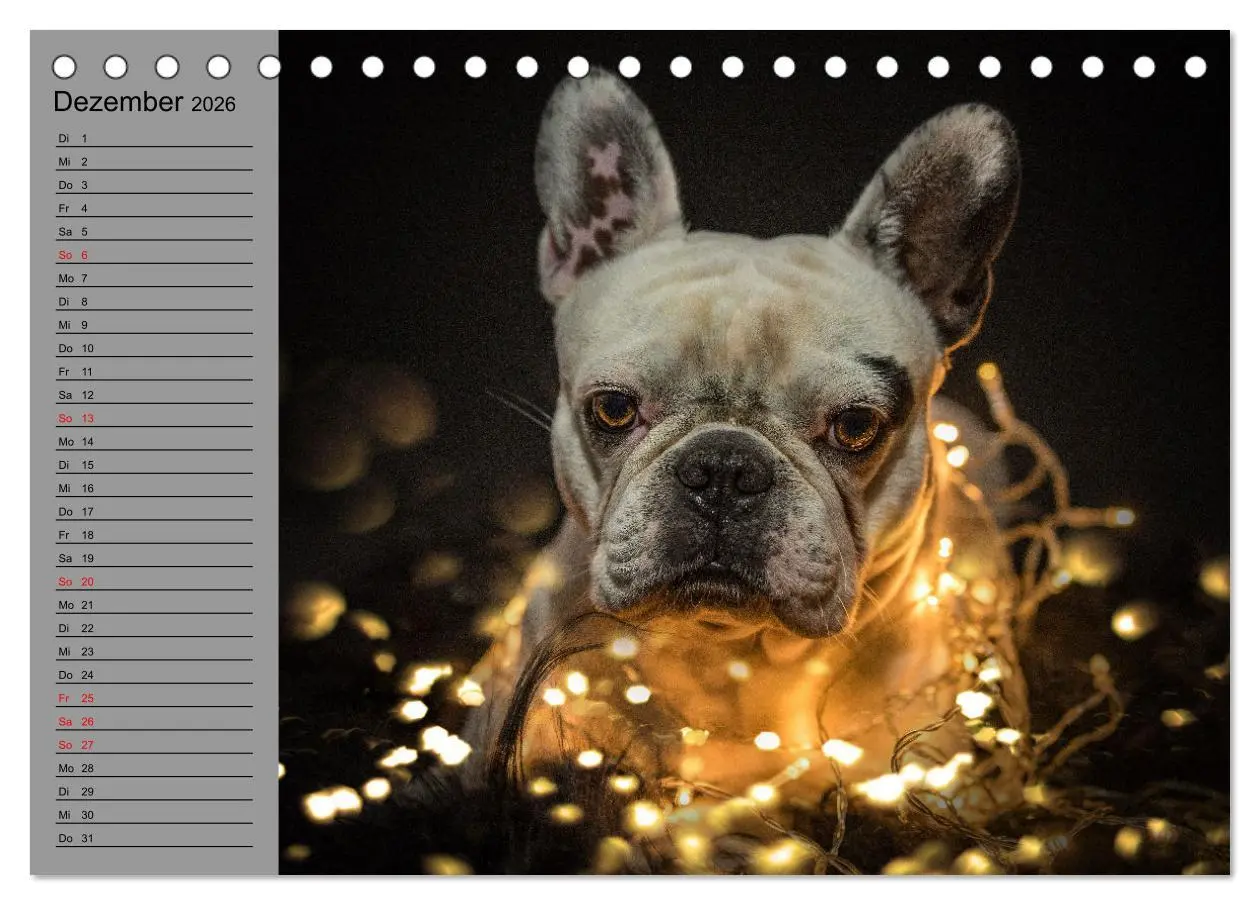 Bild: 9783457447970 | Bullymania - Französische Bulldoggen (Tischkalender 2026 DIN A5...