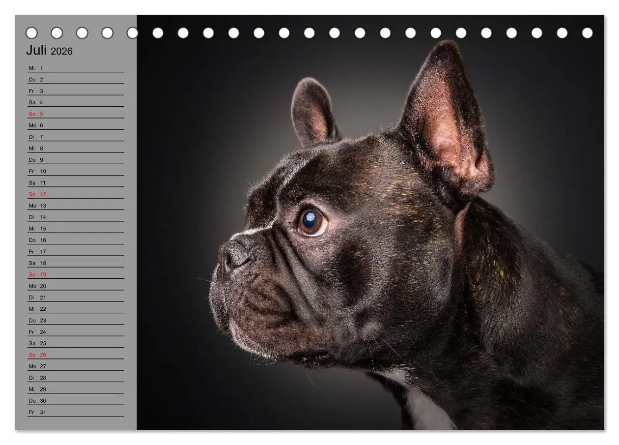 Bild: 9783457447970 | Bullymania - Französische Bulldoggen (Tischkalender 2026 DIN A5...