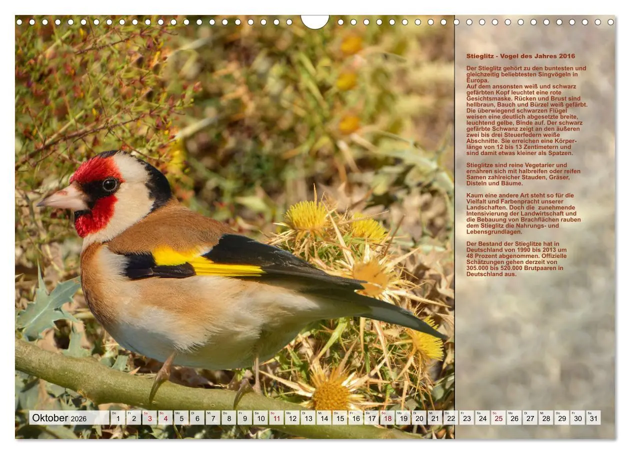 Bild: 9783457517970 | Heimische Vögel des Jahres (Wandkalender 2026 DIN A3 quer),...