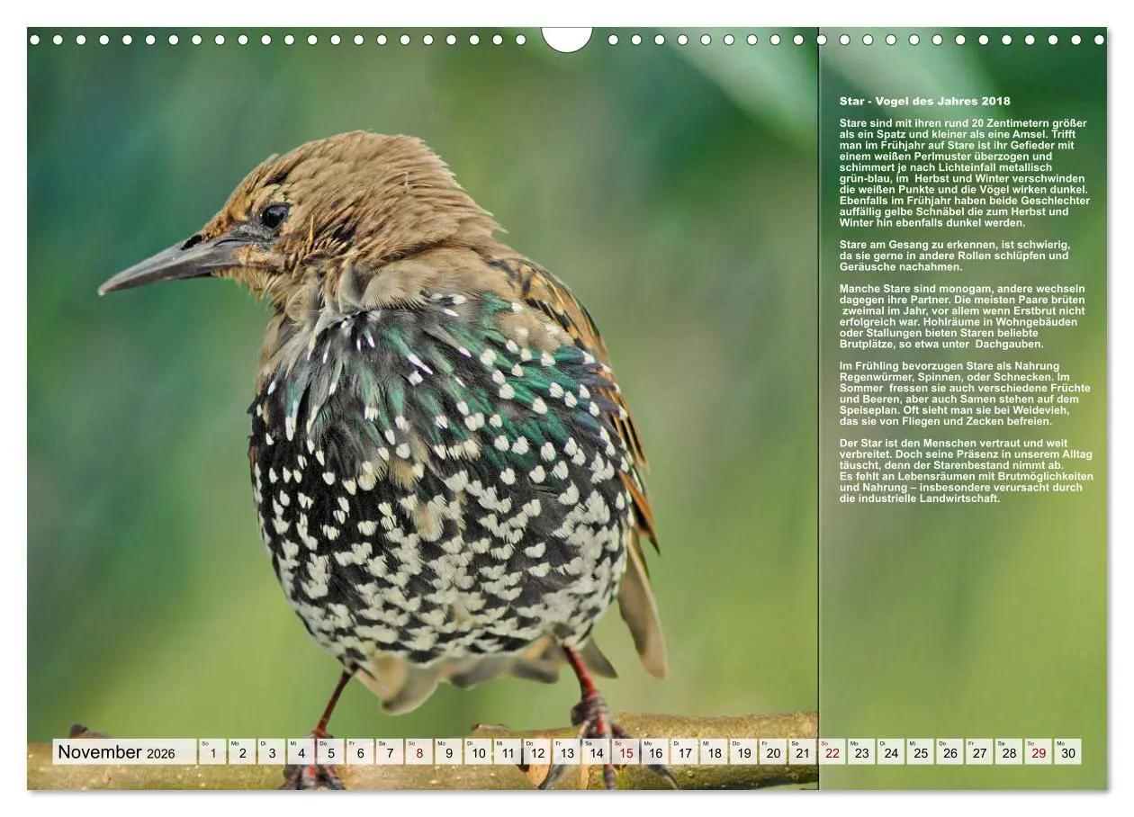 Bild: 9783457517970 | Heimische Vögel des Jahres (Wandkalender 2026 DIN A3 quer),...