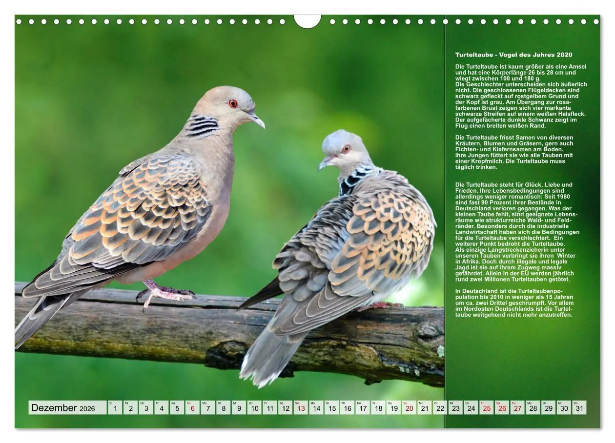 Bild: 9783457517970 | Heimische Vögel des Jahres (Wandkalender 2026 DIN A3 quer),...