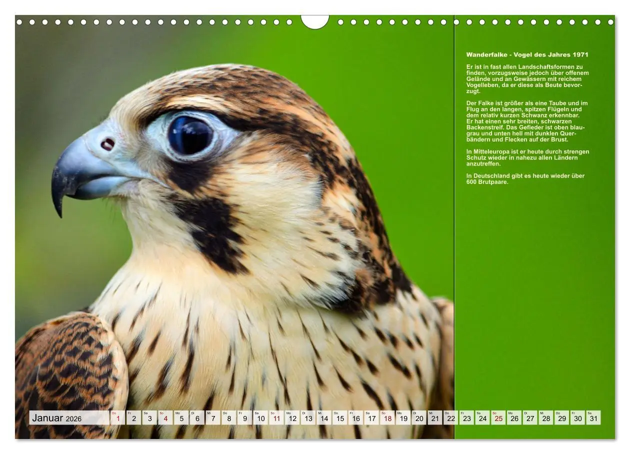 Bild: 9783457517970 | Heimische Vögel des Jahres (Wandkalender 2026 DIN A3 quer),...