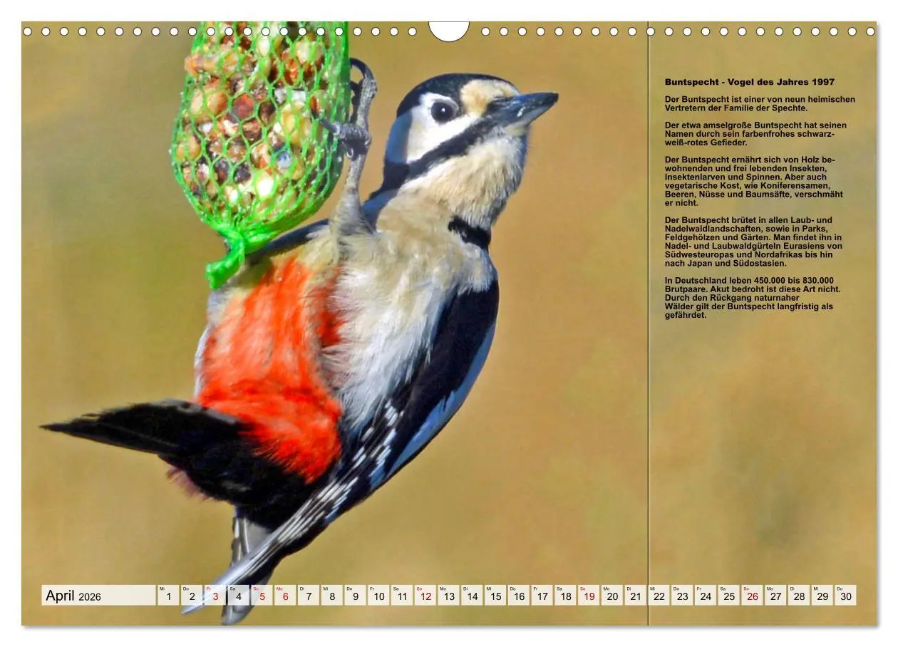 Bild: 9783457517970 | Heimische Vögel des Jahres (Wandkalender 2026 DIN A3 quer),...