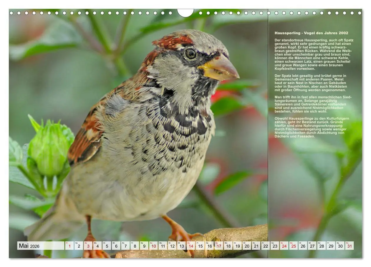 Bild: 9783457517970 | Heimische Vögel des Jahres (Wandkalender 2026 DIN A3 quer),...