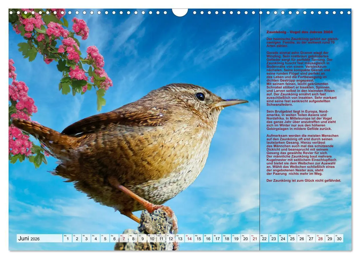 Bild: 9783457517970 | Heimische Vögel des Jahres (Wandkalender 2026 DIN A3 quer),...