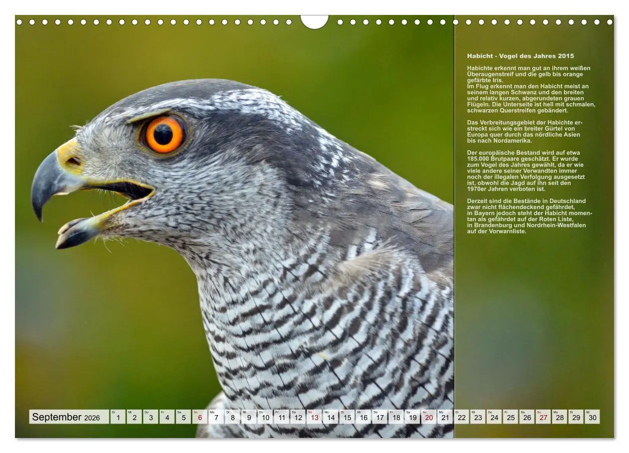 Bild: 9783457517970 | Heimische Vögel des Jahres (Wandkalender 2026 DIN A3 quer),...