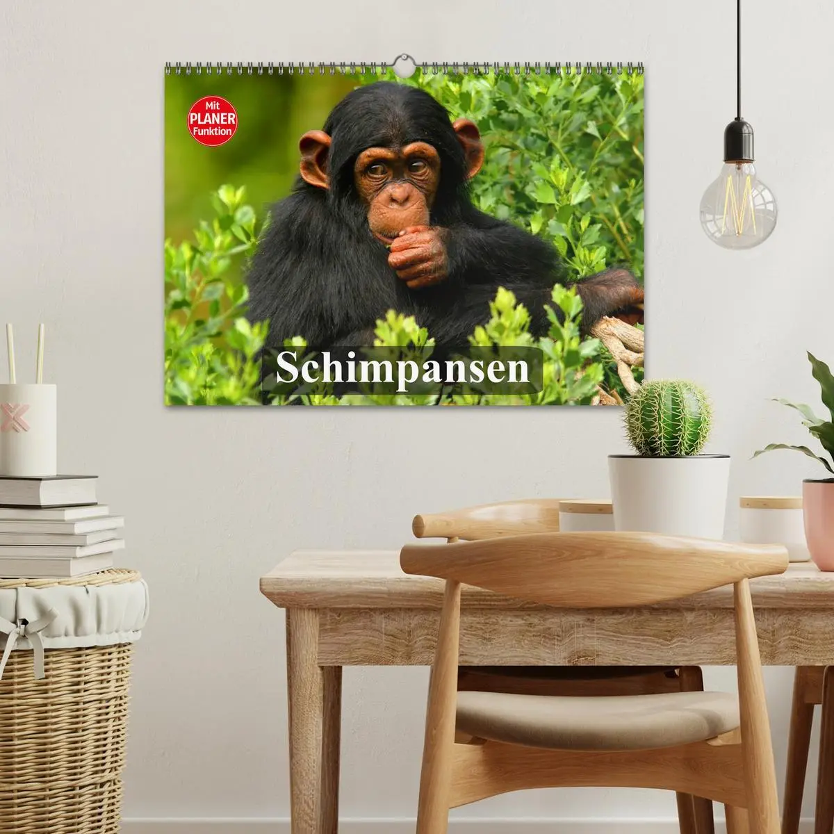 Bild: 9783457997970 | Schimpansen (Wandkalender 2026 DIN A3 quer), CALVENDO Monatskalender