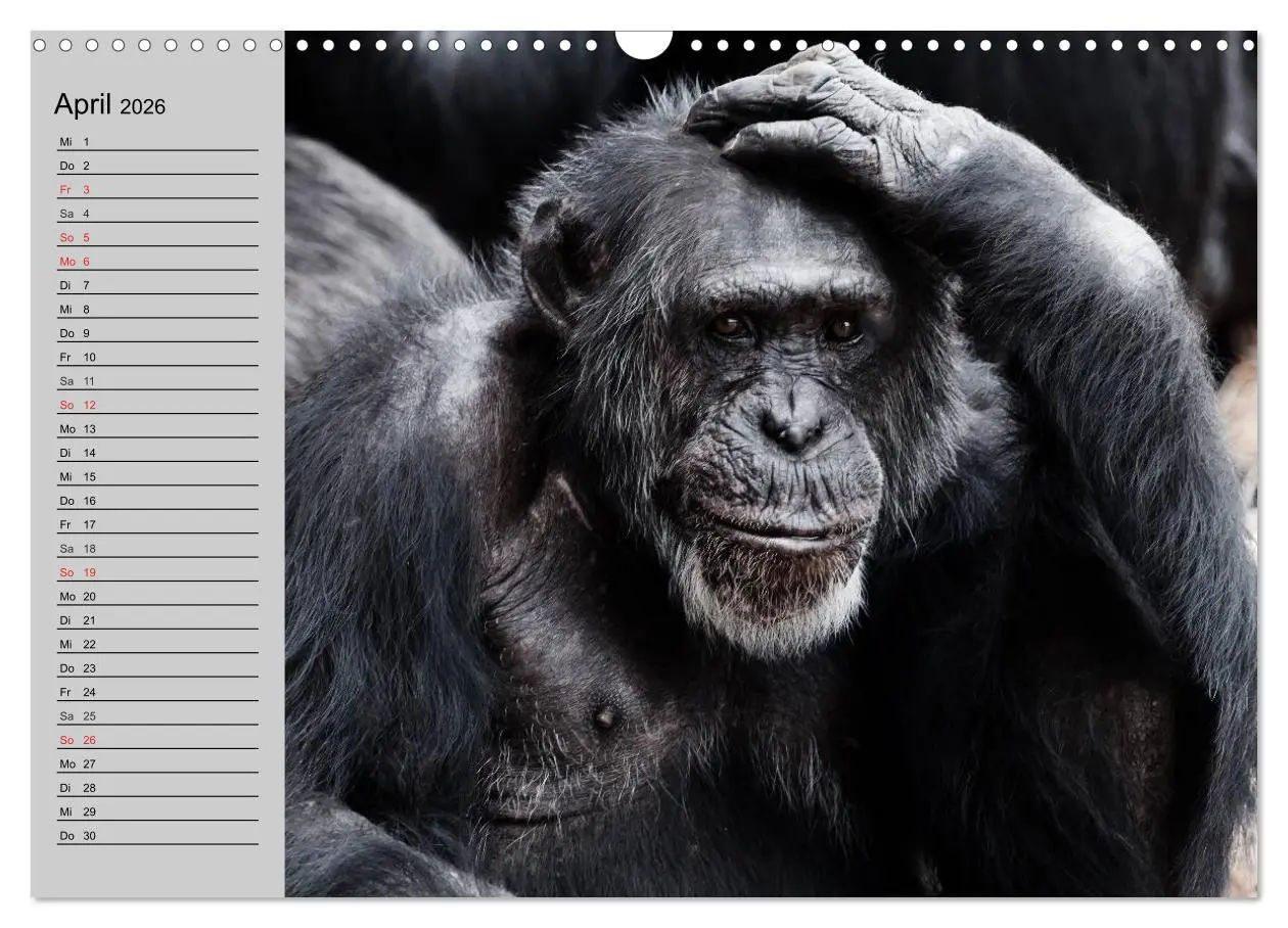 Bild: 9783457997970 | Schimpansen (Wandkalender 2026 DIN A3 quer), CALVENDO Monatskalender