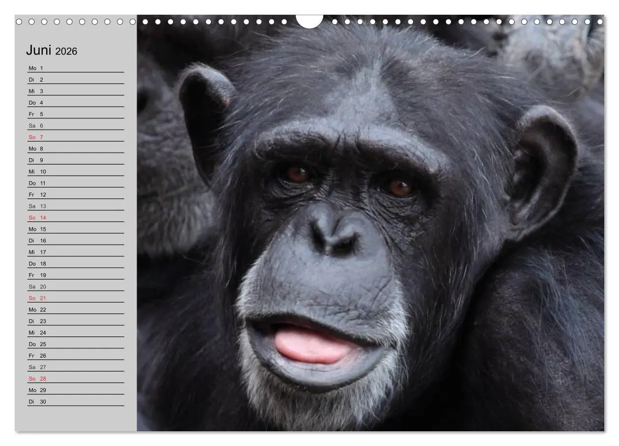 Bild: 9783457997970 | Schimpansen (Wandkalender 2026 DIN A3 quer), CALVENDO Monatskalender