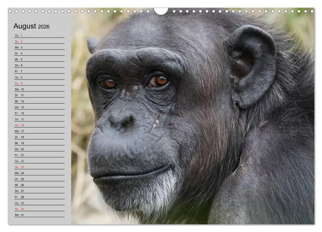 Bild: 9783457997970 | Schimpansen (Wandkalender 2026 DIN A3 quer), CALVENDO Monatskalender