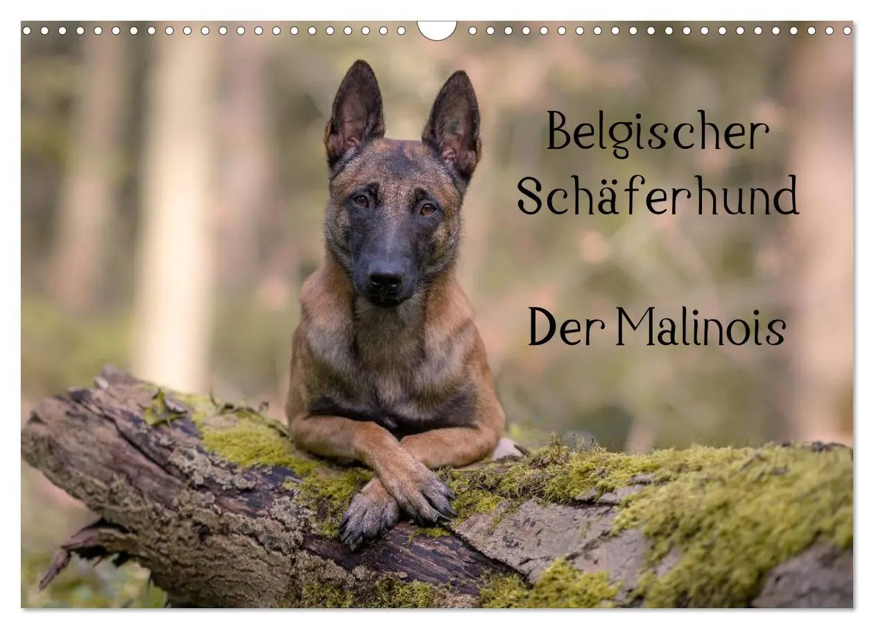 Cover: 9783516087970 | Belgischer Schäferhund - Der Malinois (Wandkalender 2026 DIN A3...
