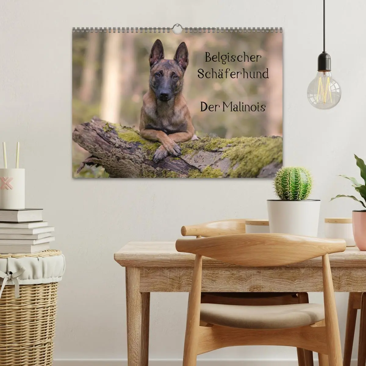 Bild: 9783516087970 | Belgischer Schäferhund - Der Malinois (Wandkalender 2026 DIN A3...