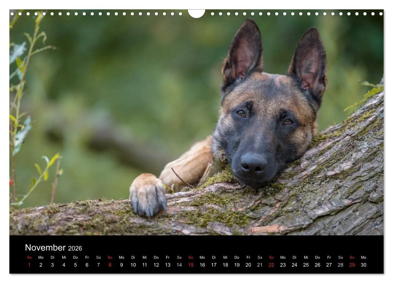 Bild: 9783516087970 | Belgischer Schäferhund - Der Malinois (Wandkalender 2026 DIN A3...