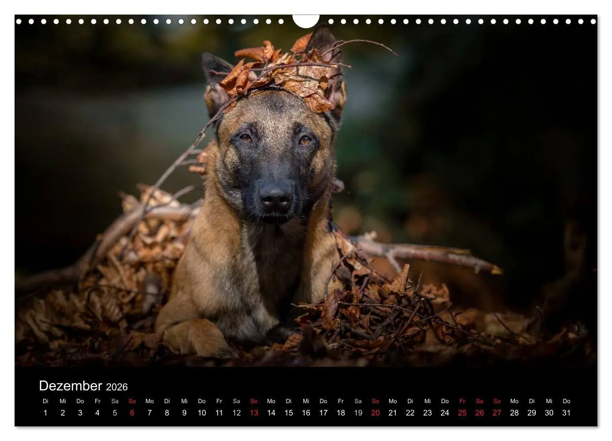 Bild: 9783516087970 | Belgischer Schäferhund - Der Malinois (Wandkalender 2026 DIN A3...