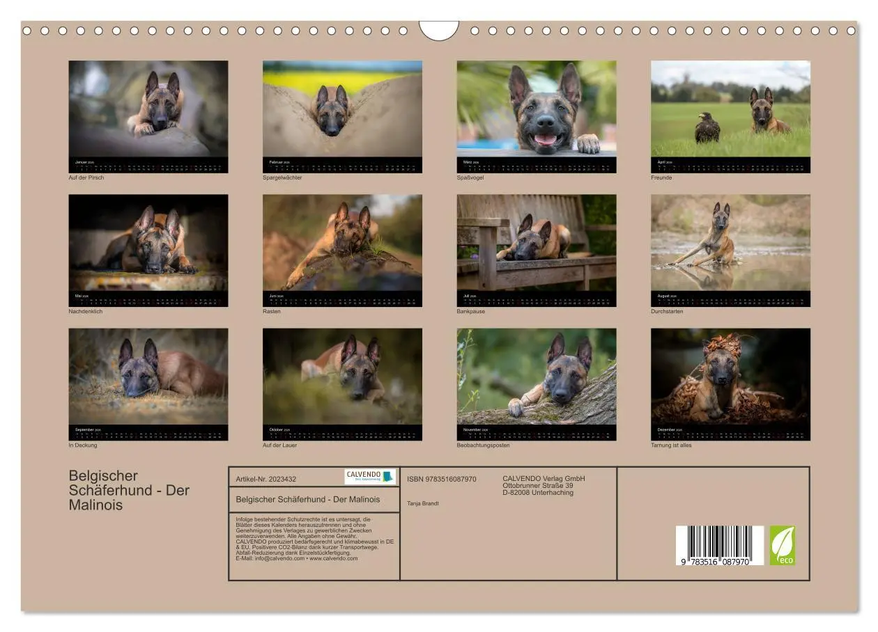 Bild: 9783516087970 | Belgischer Schäferhund - Der Malinois (Wandkalender 2026 DIN A3...