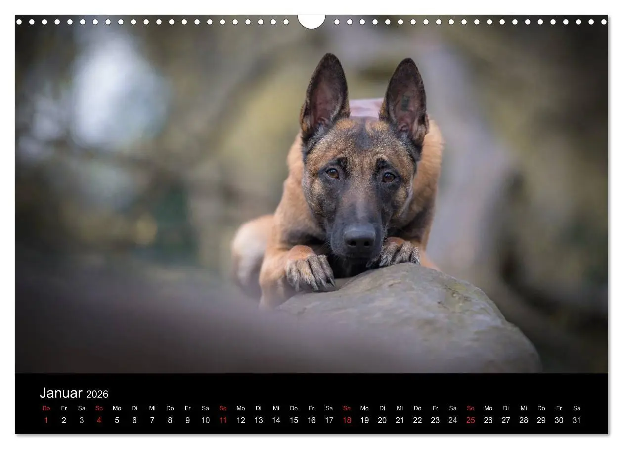 Bild: 9783516087970 | Belgischer Schäferhund - Der Malinois (Wandkalender 2026 DIN A3...