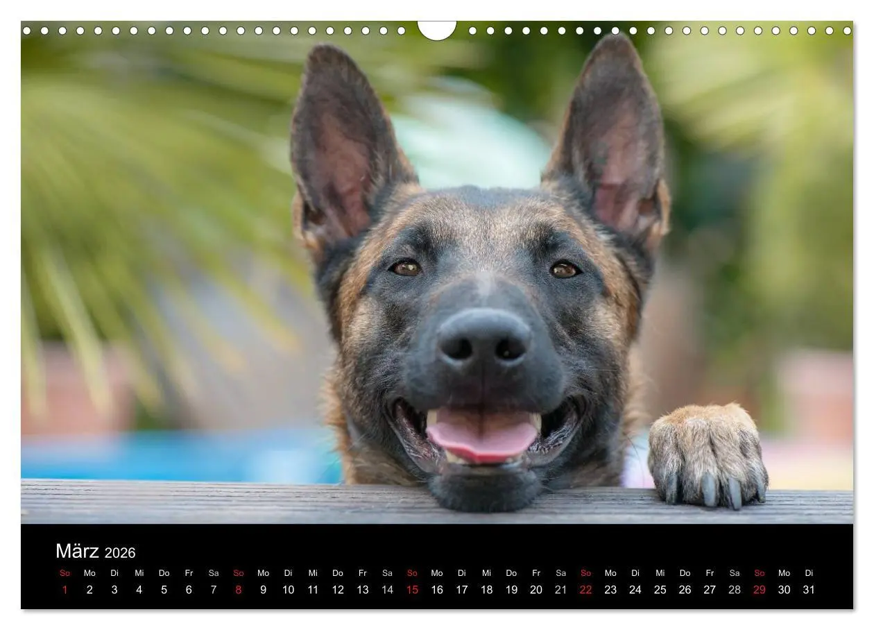 Bild: 9783516087970 | Belgischer Schäferhund - Der Malinois (Wandkalender 2026 DIN A3...