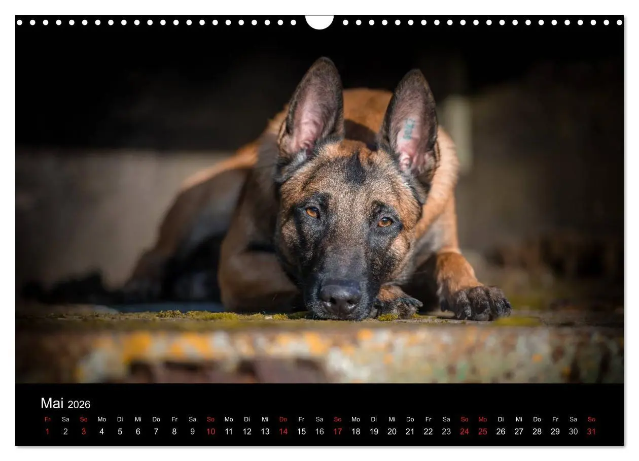 Bild: 9783516087970 | Belgischer Schäferhund - Der Malinois (Wandkalender 2026 DIN A3...