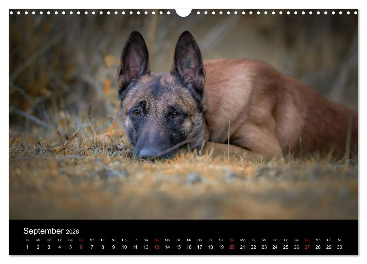 Bild: 9783516087970 | Belgischer Schäferhund - Der Malinois (Wandkalender 2026 DIN A3...