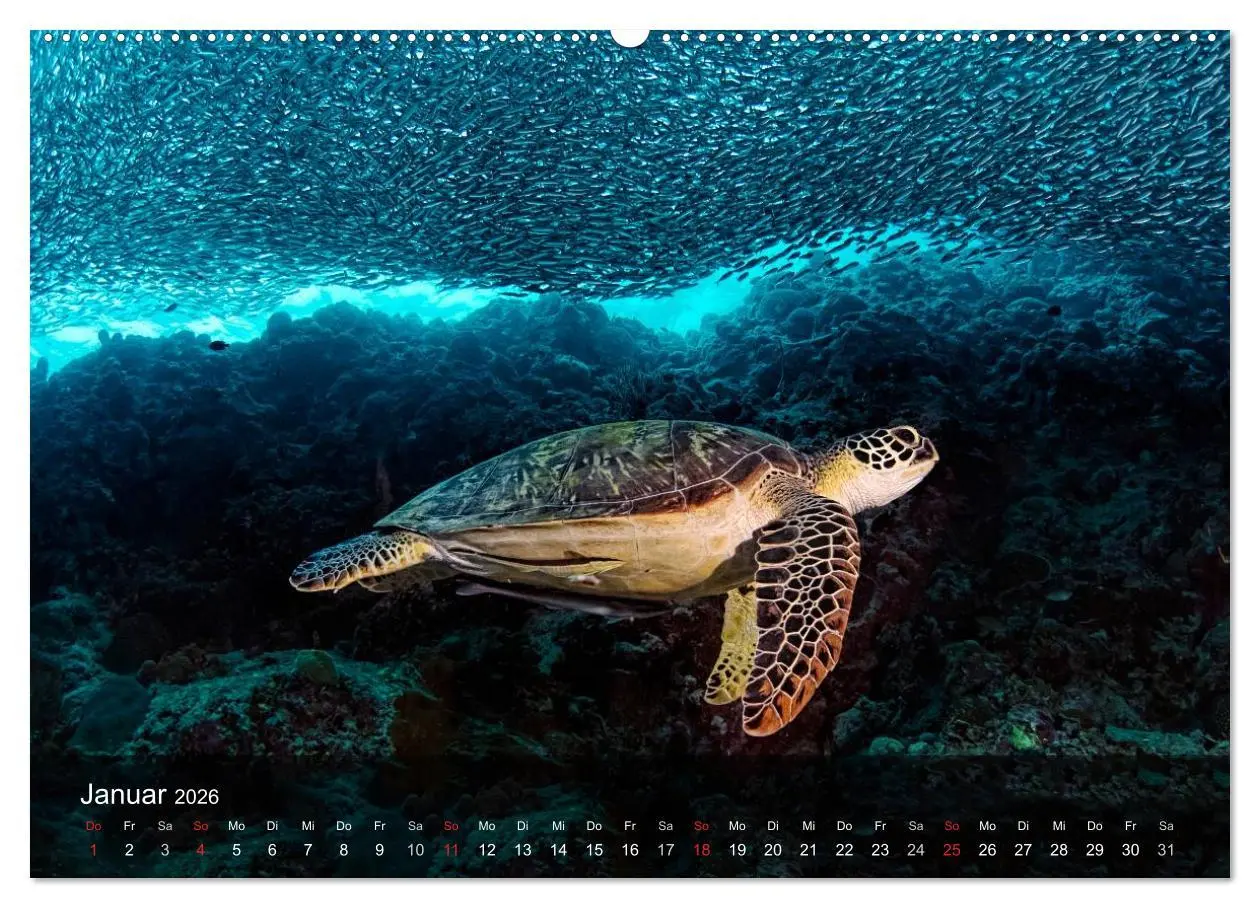 Bild: 9783516048070 | Schildkröten des Ozeans (hochwertiger Premium Wandkalender 2026 DIN...