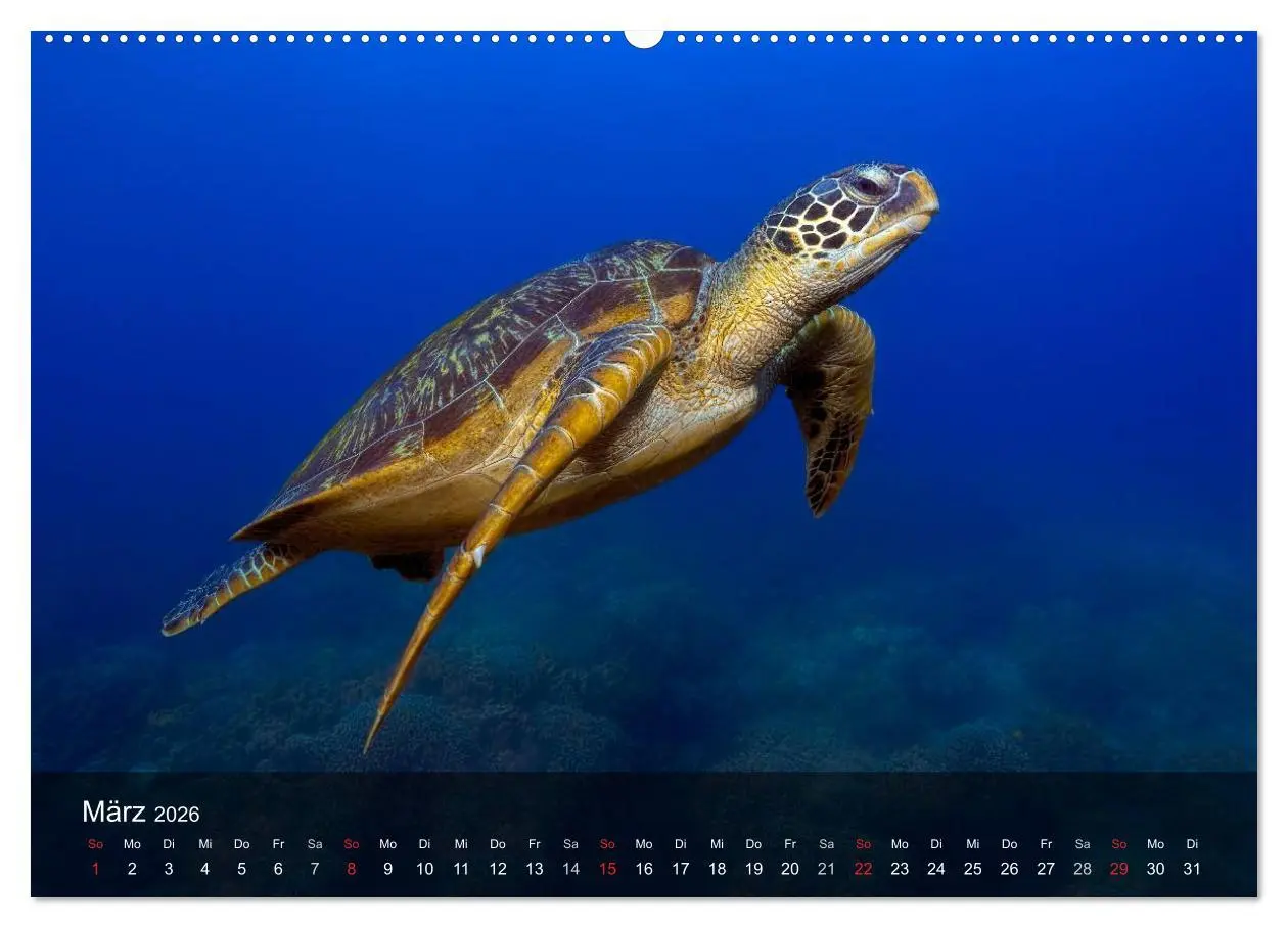 Bild: 9783516048070 | Schildkröten des Ozeans (hochwertiger Premium Wandkalender 2026 DIN...