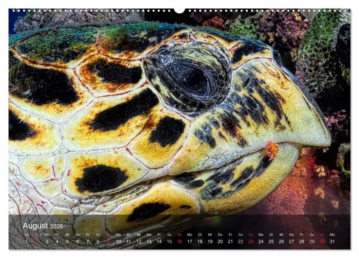 Bild: 9783516048070 | Schildkröten des Ozeans (hochwertiger Premium Wandkalender 2026 DIN...