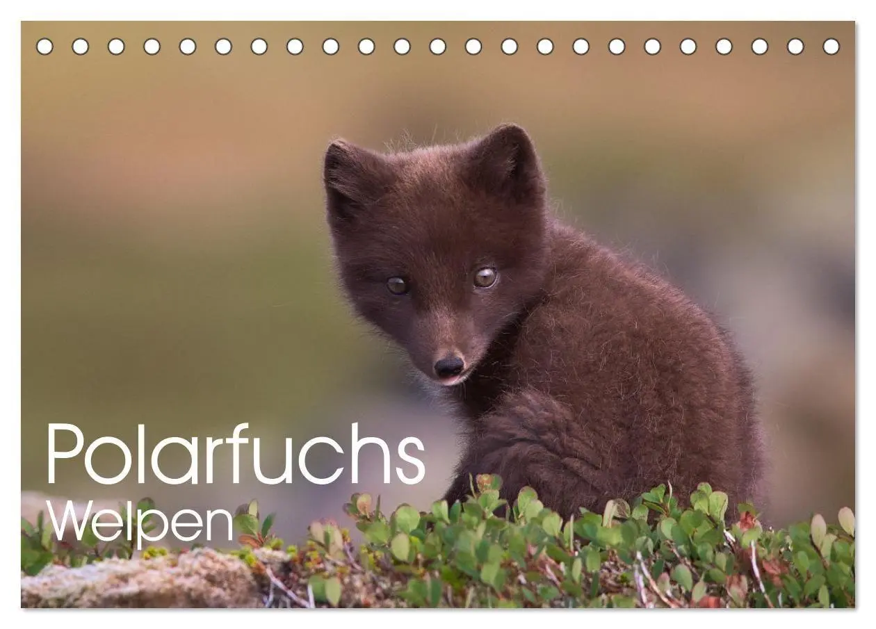 Cover: 9783516658170 | Polarfuchs-Welpen (Tischkalender 2026 DIN A5 quer), CALVENDO...