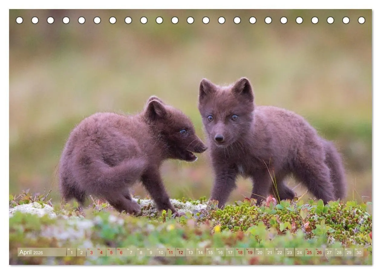 Bild: 9783516658170 | Polarfuchs-Welpen (Tischkalender 2026 DIN A5 quer), CALVENDO...