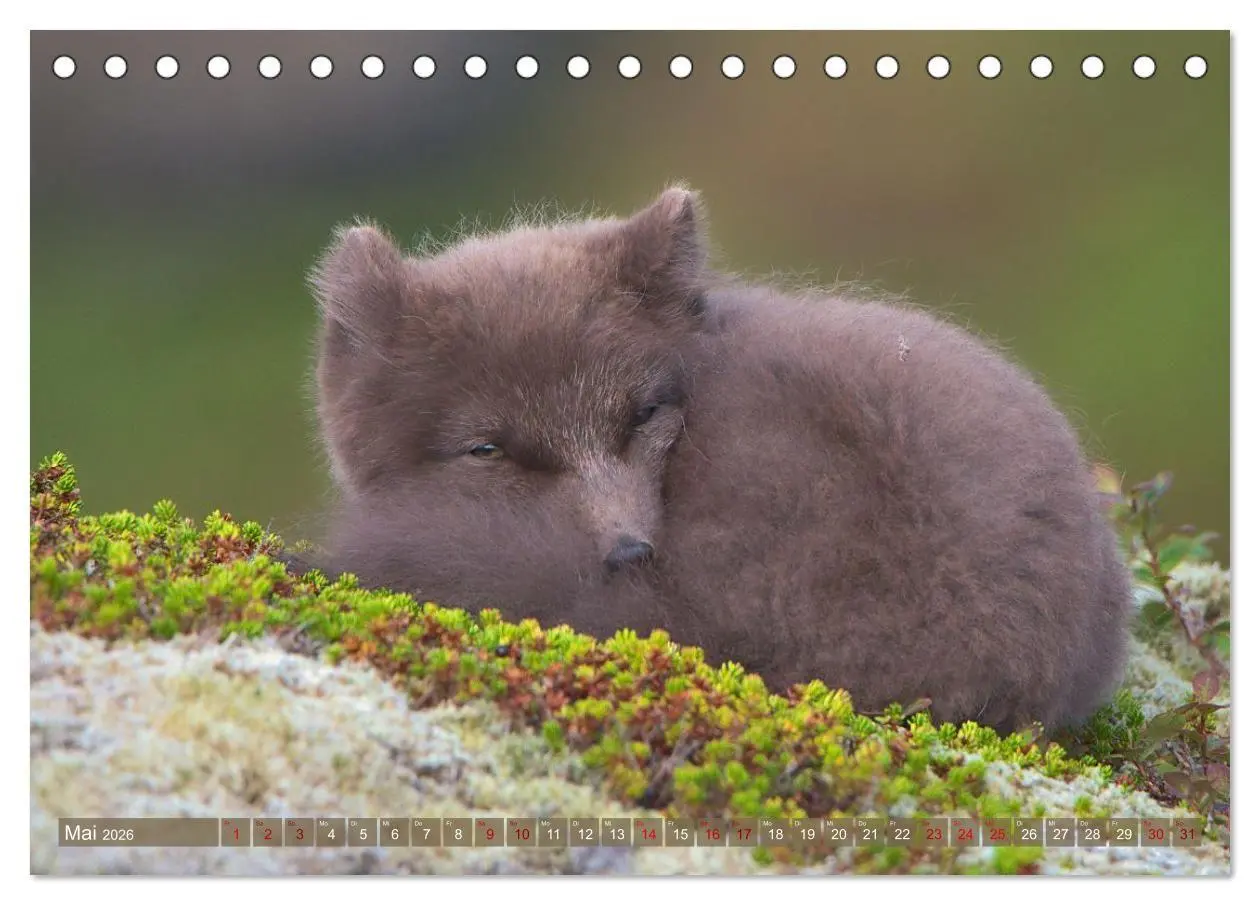 Bild: 9783516658170 | Polarfuchs-Welpen (Tischkalender 2026 DIN A5 quer), CALVENDO...