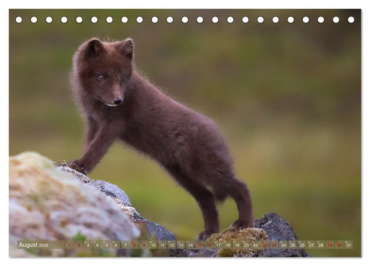 Bild: 9783516658170 | Polarfuchs-Welpen (Tischkalender 2026 DIN A5 quer), CALVENDO...