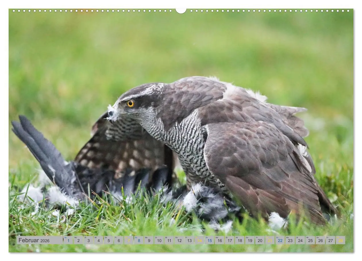Bild: 9783457478370 | Habicht - aus dem Leben eines imposanten Greifvogels (hochwertiger...
