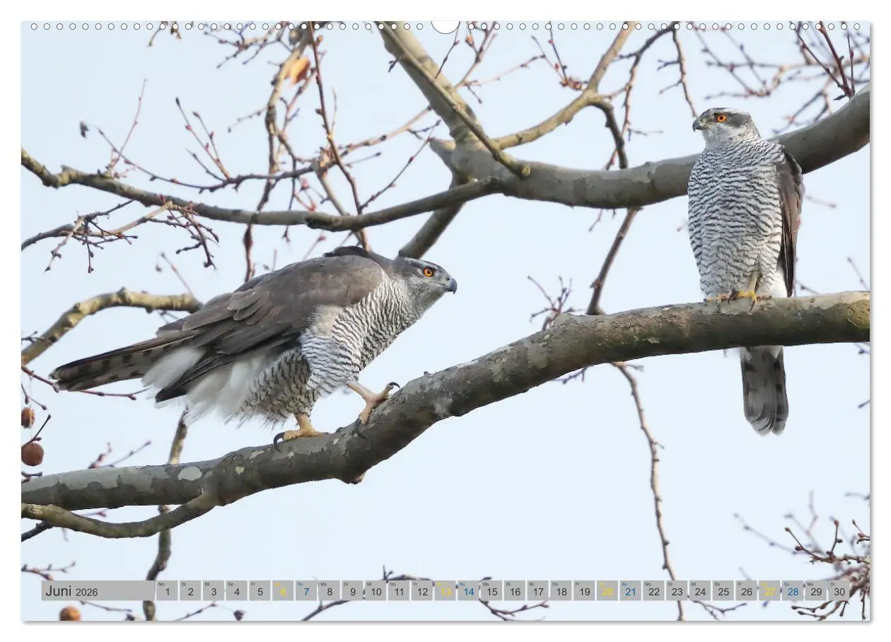 Bild: 9783457478370 | Habicht - aus dem Leben eines imposanten Greifvogels (hochwertiger...