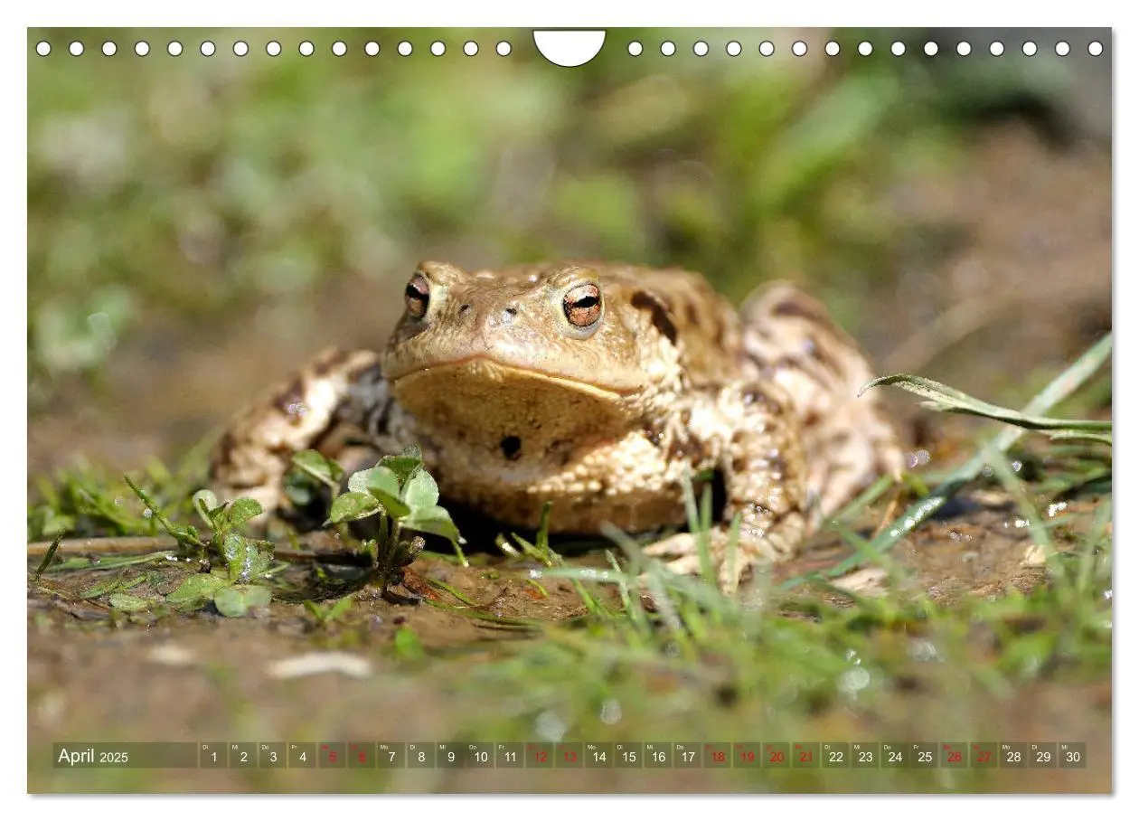 Bild: 9783435378470 | Kröten auf Wanderschaft (Wandkalender 2025 DIN A4 quer), CALVENDO...