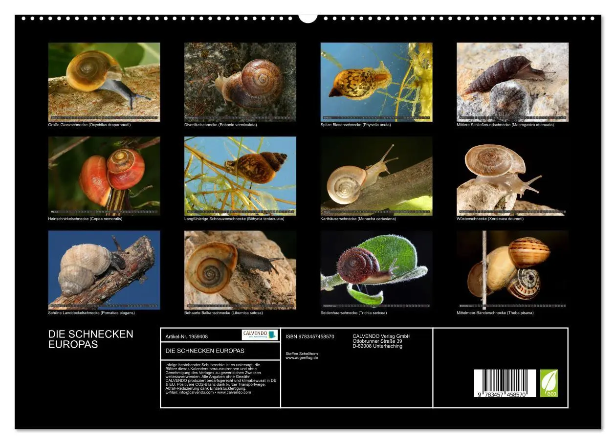 Bild: 9783457458570 | DIE SCHNECKEN EUROPAS (hochwertiger Premium Wandkalender 2026 DIN...