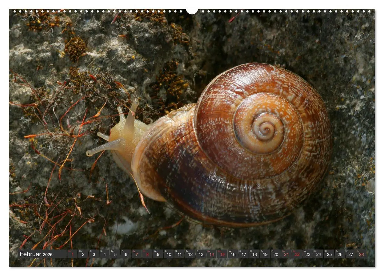 Bild: 9783457458570 | DIE SCHNECKEN EUROPAS (hochwertiger Premium Wandkalender 2026 DIN...