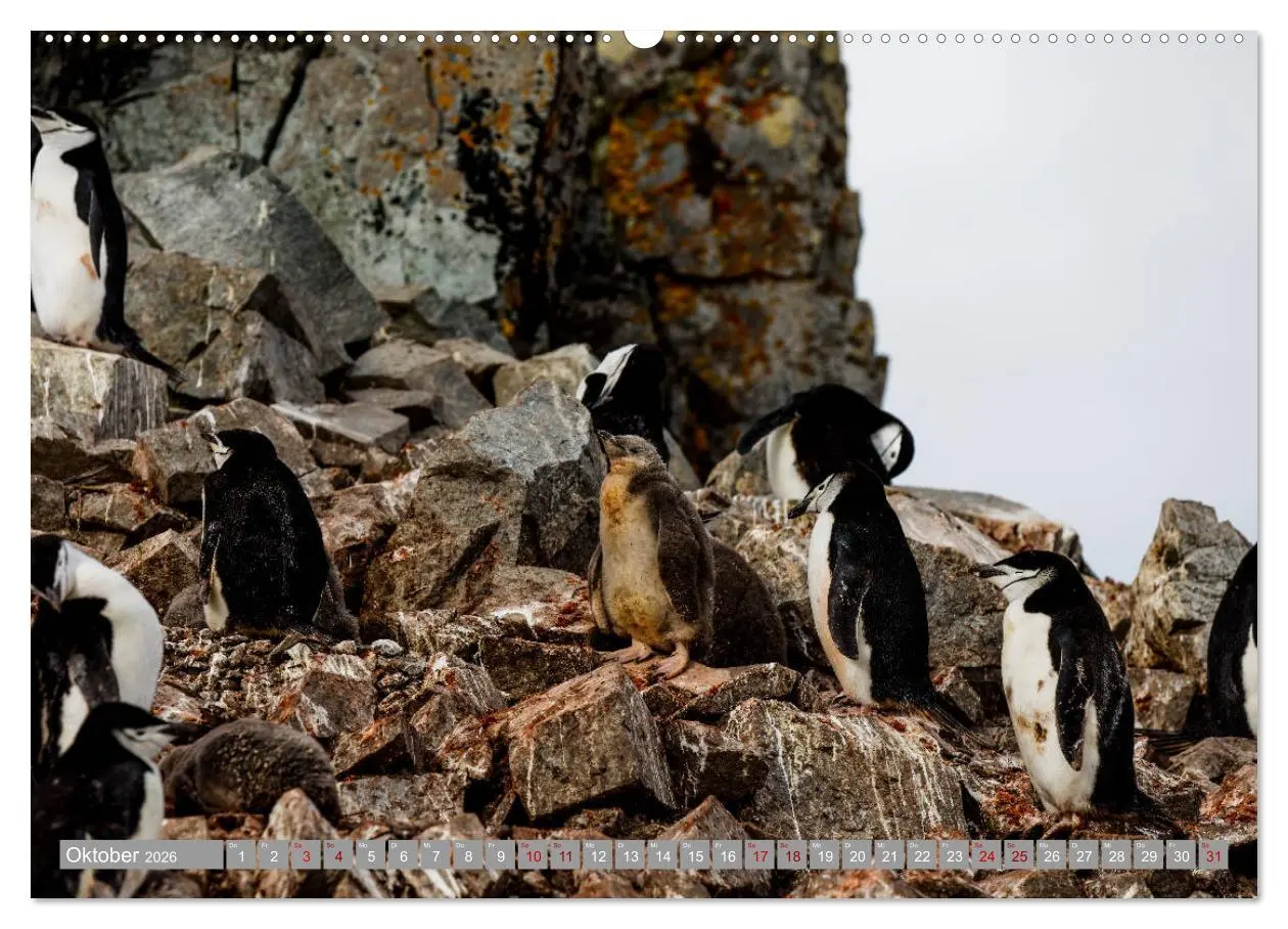 Bild: 9783457698570 | Einfach liebenswert diese Pinguine (hochwertiger Premium...