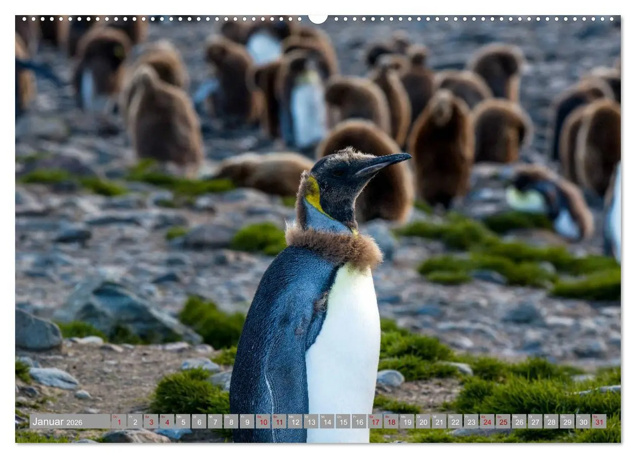 Bild: 9783457698570 | Einfach liebenswert diese Pinguine (hochwertiger Premium...
