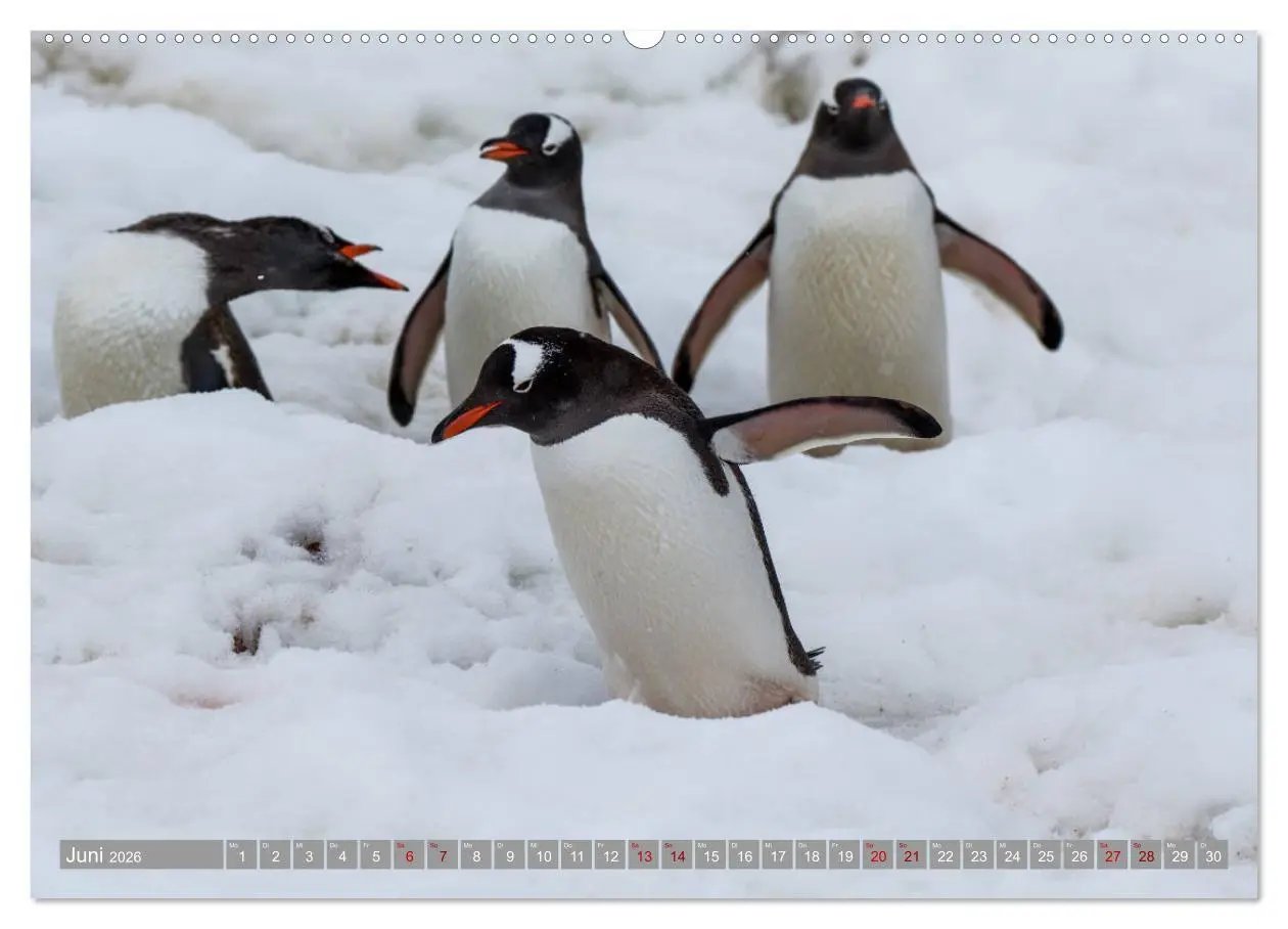 Bild: 9783457698570 | Einfach liebenswert diese Pinguine (hochwertiger Premium...