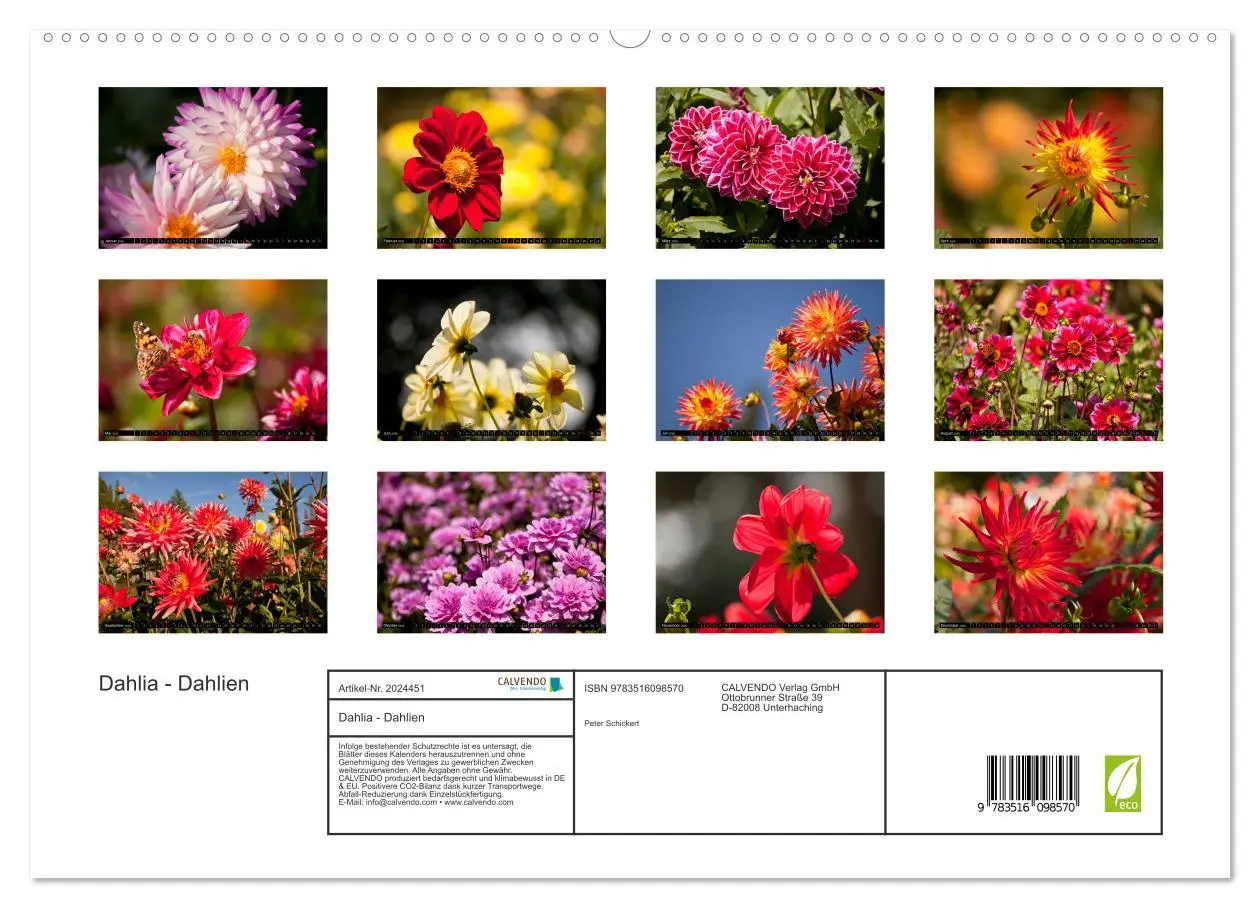Bild: 9783516098570 | Dahlia - Dahlien (hochwertiger Premium Wandkalender 2026 DIN A2...