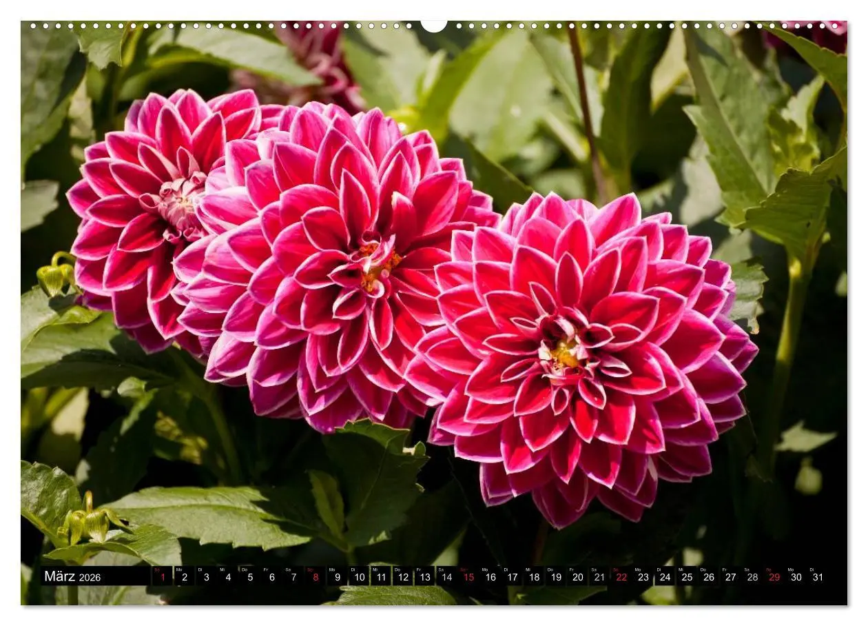Bild: 9783516098570 | Dahlia - Dahlien (hochwertiger Premium Wandkalender 2026 DIN A2...