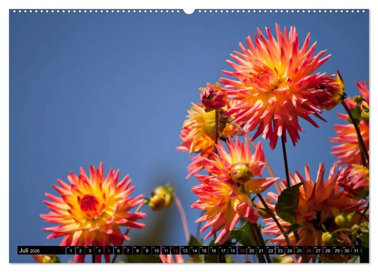 Bild: 9783516098570 | Dahlia - Dahlien (hochwertiger Premium Wandkalender 2026 DIN A2...
