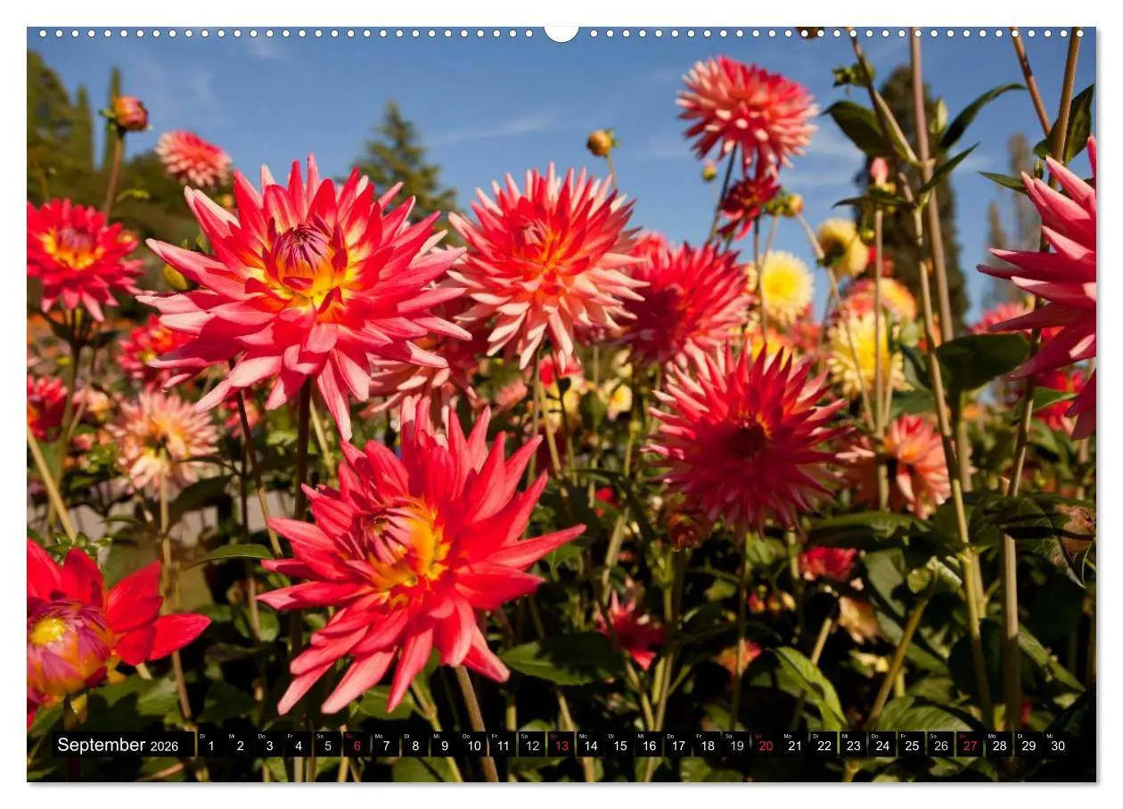 Bild: 9783516098570 | Dahlia - Dahlien (hochwertiger Premium Wandkalender 2026 DIN A2...